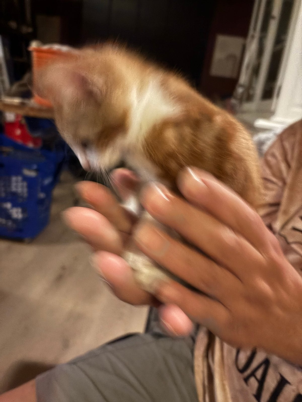Rood poesje, Poes, Ontwormd