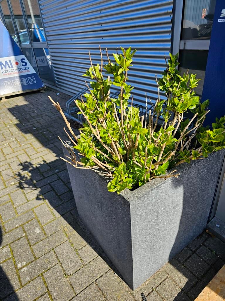60x60 vierkante plantenbak van beton look, Tuin en Terras, Bloembakken en Plantenbakken, Gebruikt, Beton, Balkon, Tuin, 60 cm of meer