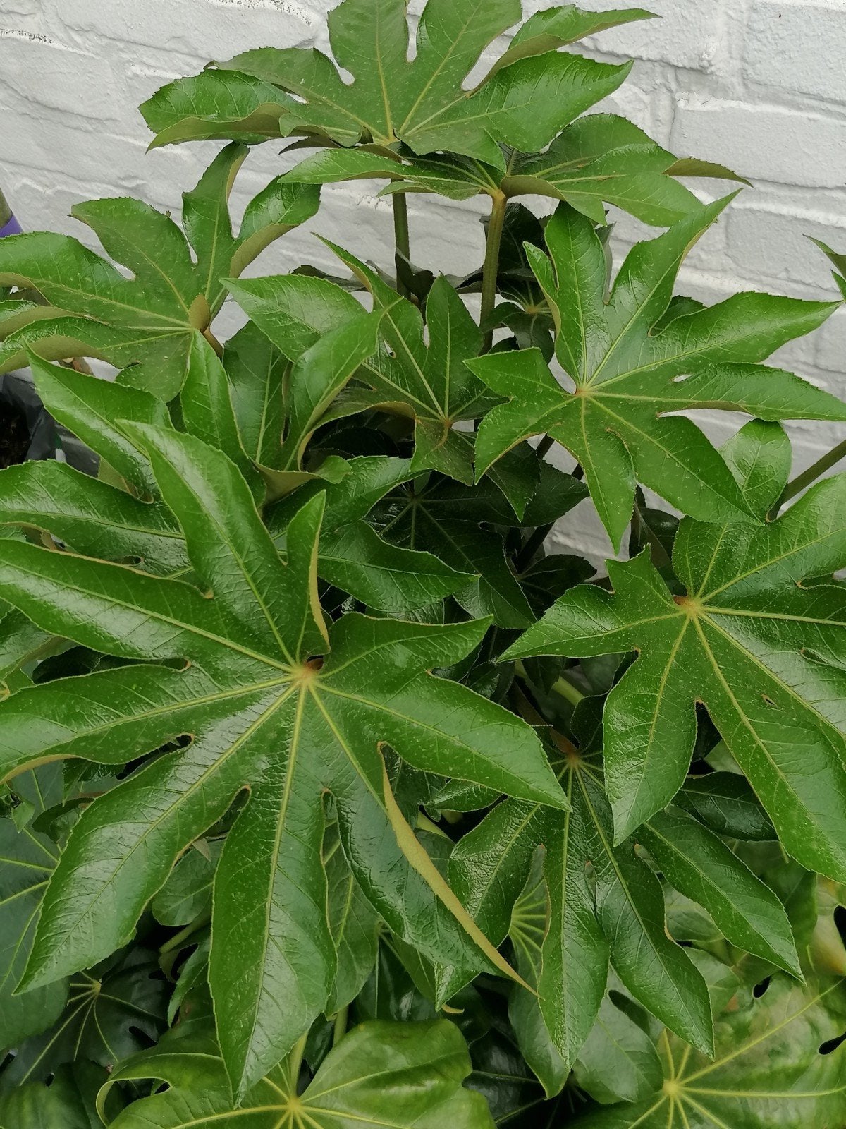 Fatsia japonica. Vingerplant., Ophalen of Verzenden