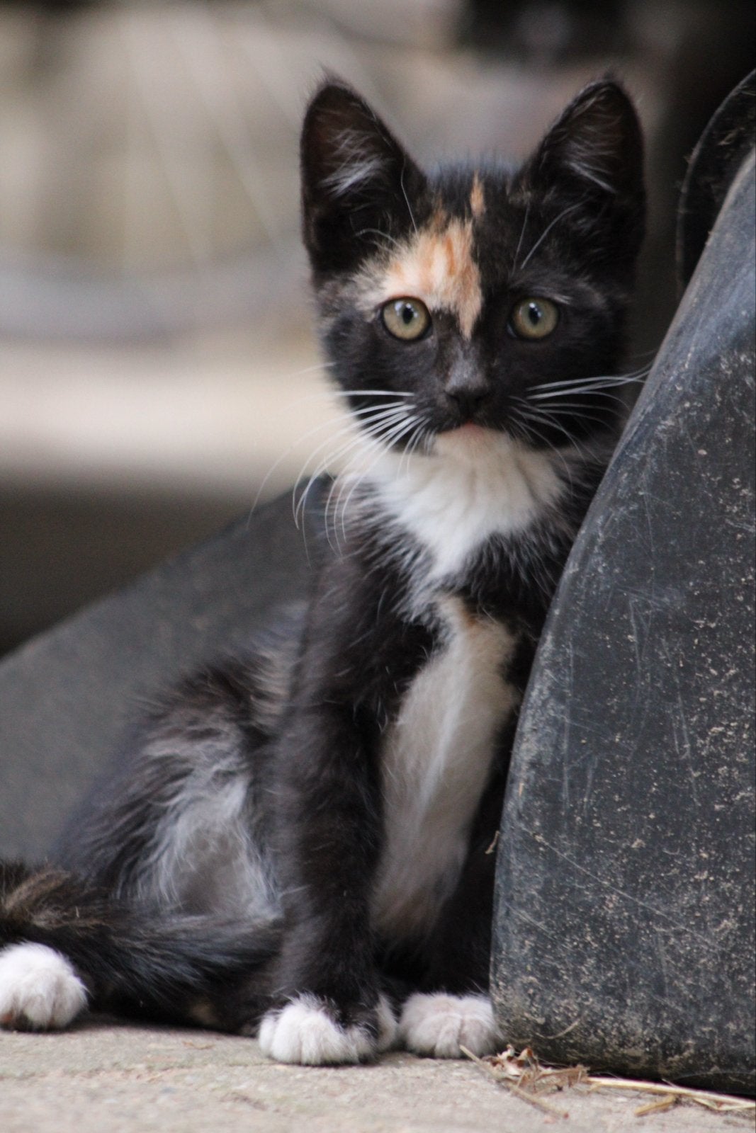 Lieve kitten, Dieren en Toebehoren, Meerdere dieren, Kortharig, 0 tot 2 jaar