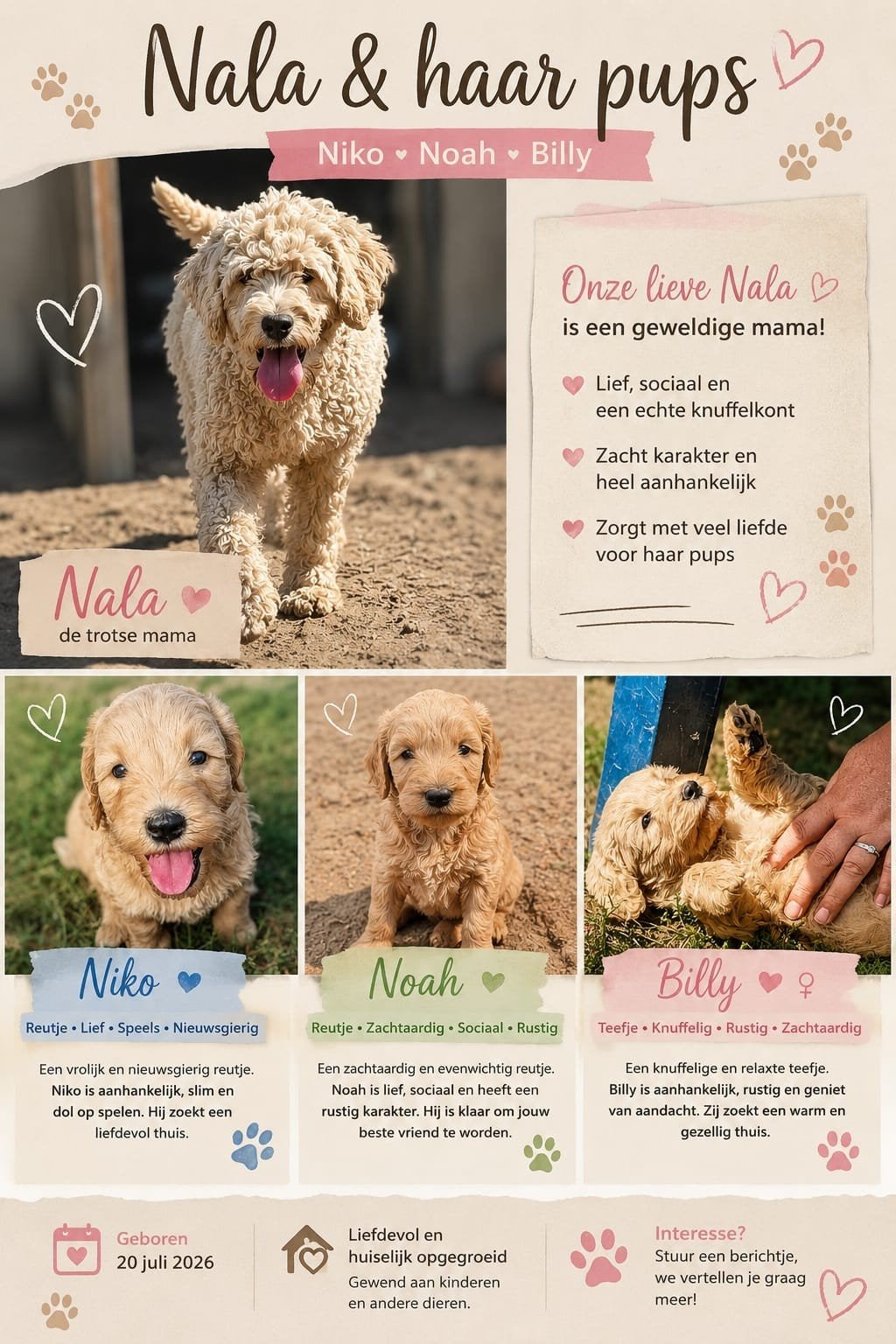 Labradoodle pups Niko, Noah & Billy zoeken hun forever home, Dieren en Toebehoren, Overige rassen, 8 tot 15 weken, Teef, Eén hond