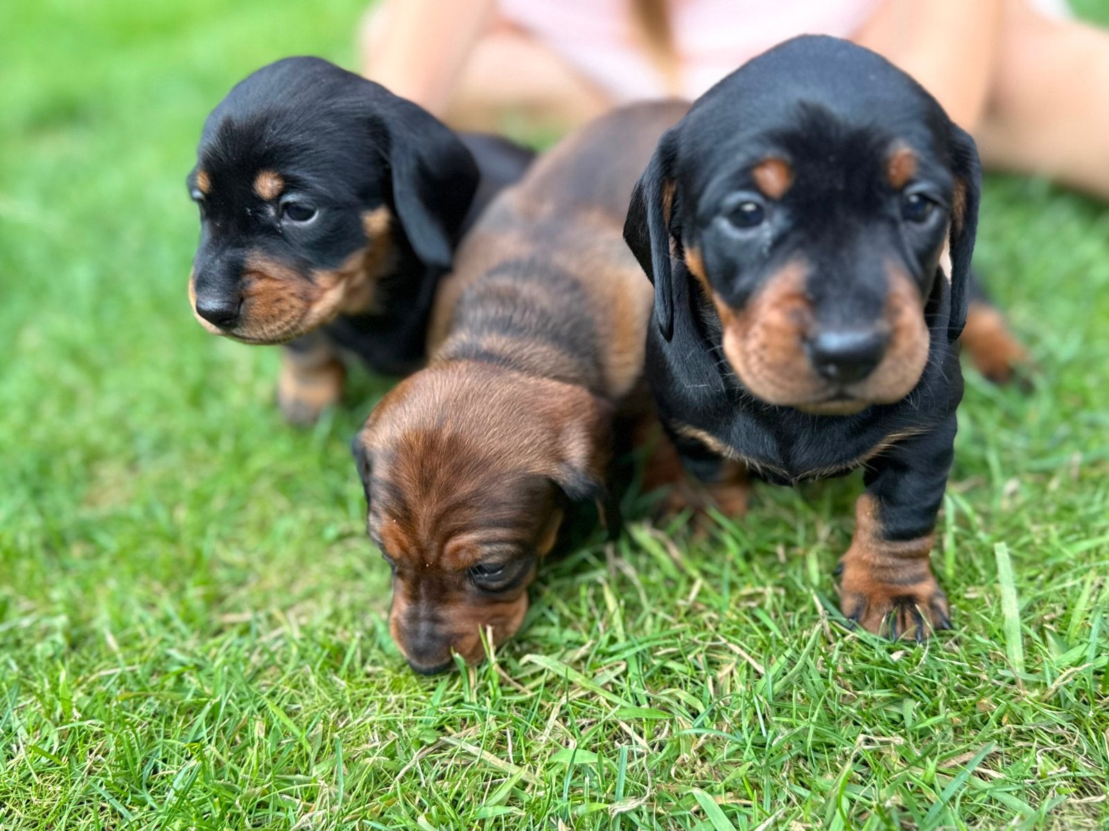 Drie Prachtige Teckel Pups Gezocht naar een Goud Mandje! 🐾, Standaard, 8 tot 15 weken, Korthaar, Teef