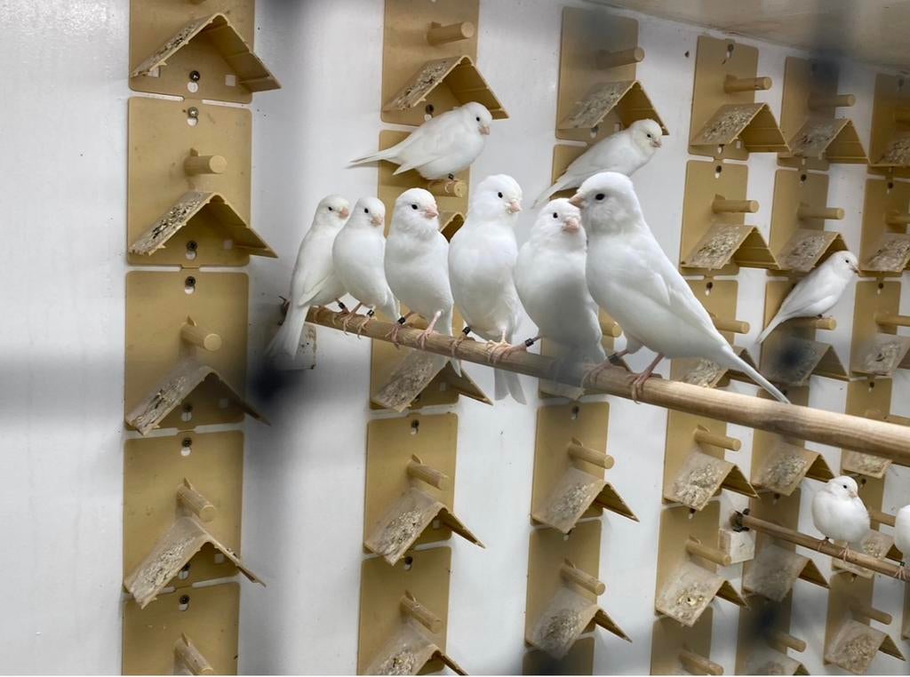 Kananrie poppen, Dieren en Toebehoren, Vogels | Overige Vogels, Vrouwelijk