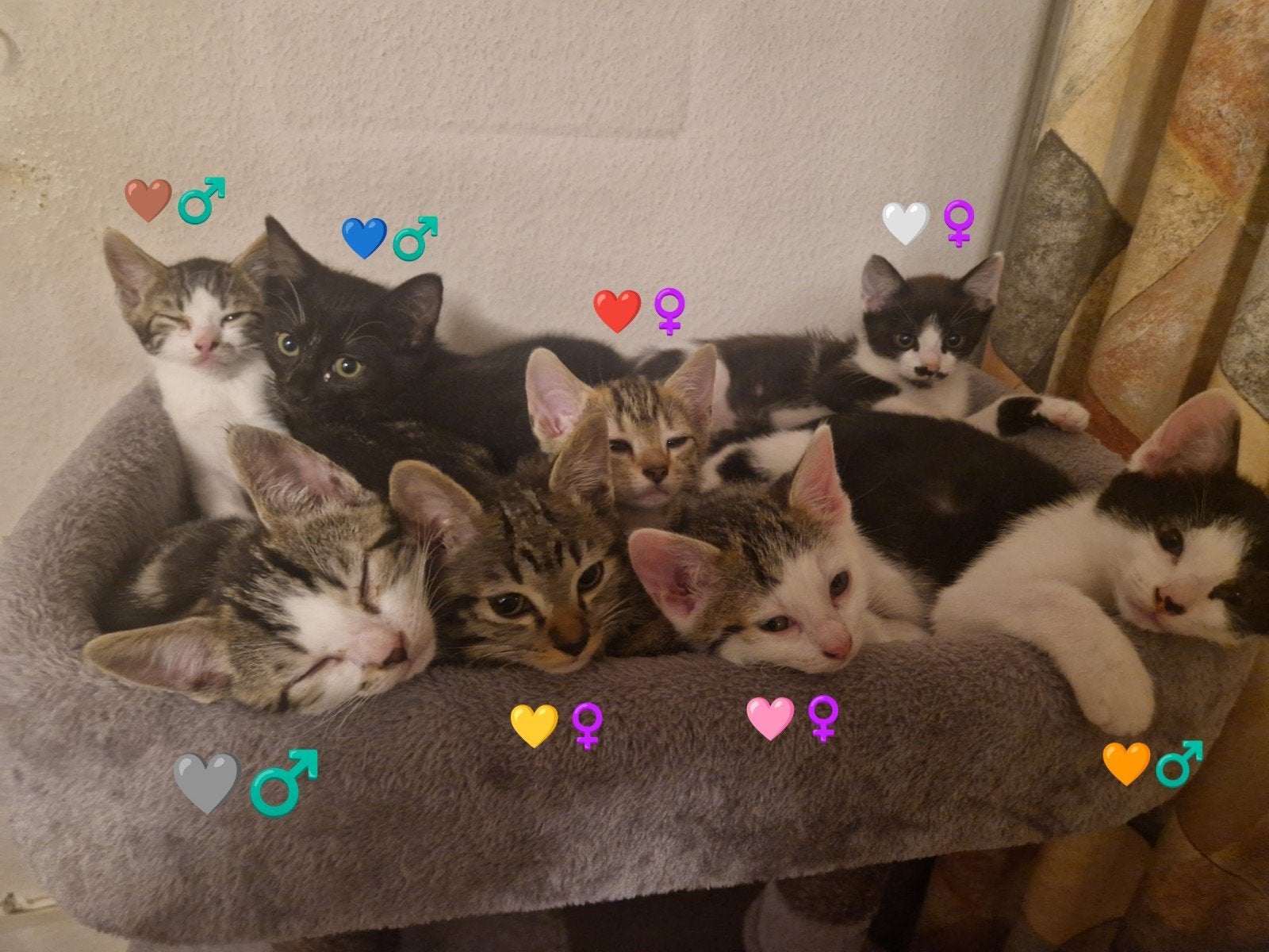 Kittens (Bengaal and Siamese mothers)