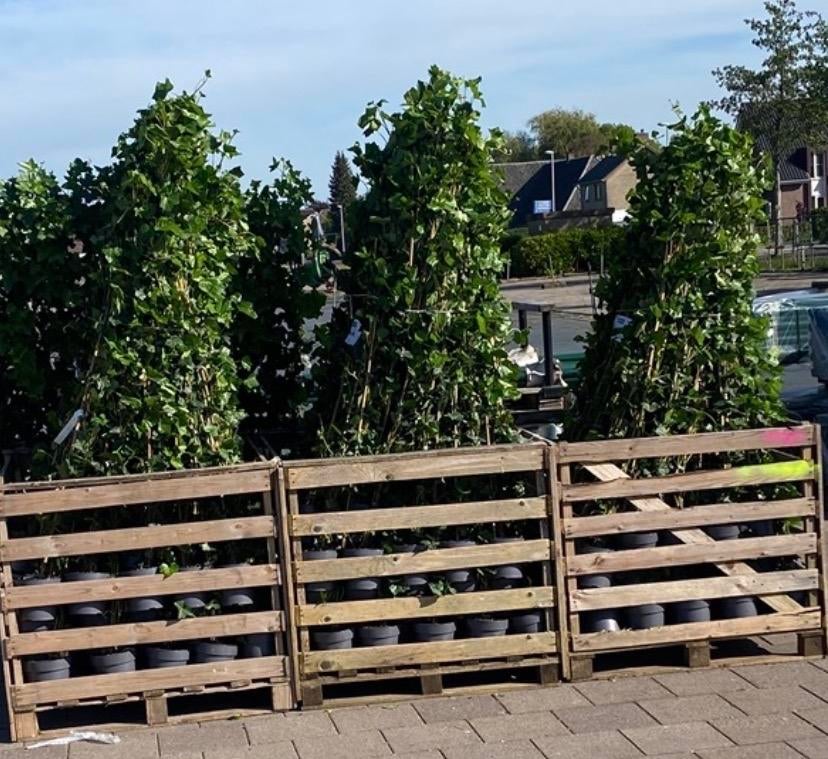 Hedera planten 80/100 cm t/m 250/300 cm herbenica en helix, Ophalen of Verzenden, Overige soorten, 250 cm of meer
