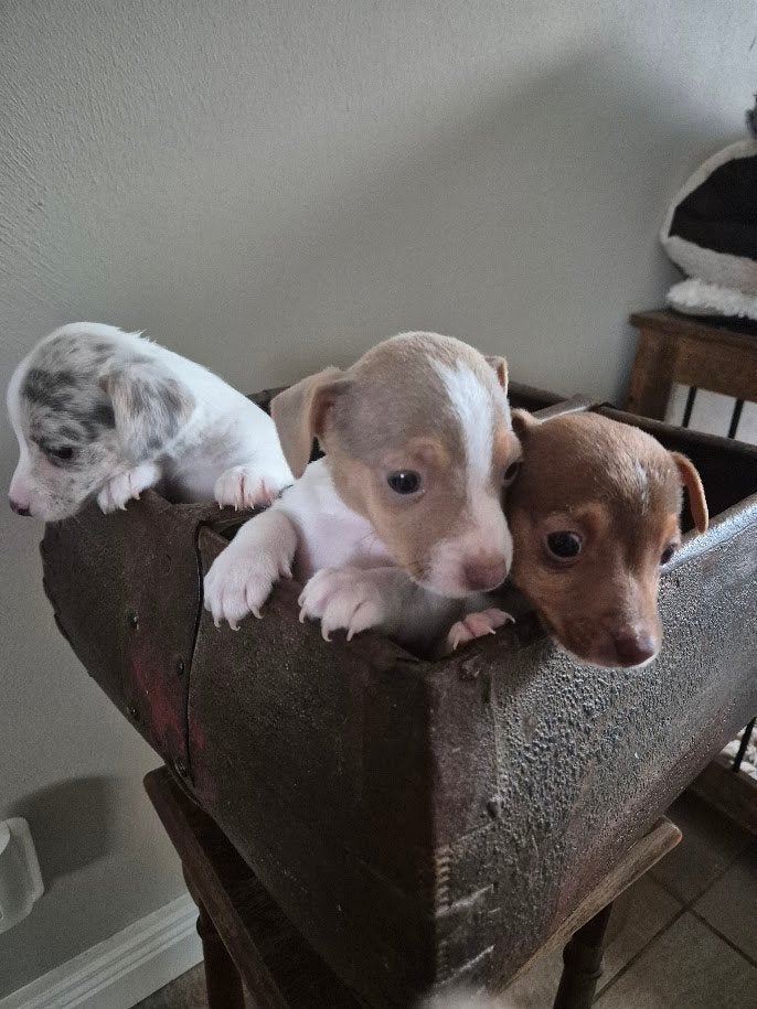 Bijzonder mooie Jack Russel pups (Merle, lilac en tricolor), Dieren en Toebehoren, Honden | Jack Russells en Terriërs, Jack Russell Terriër