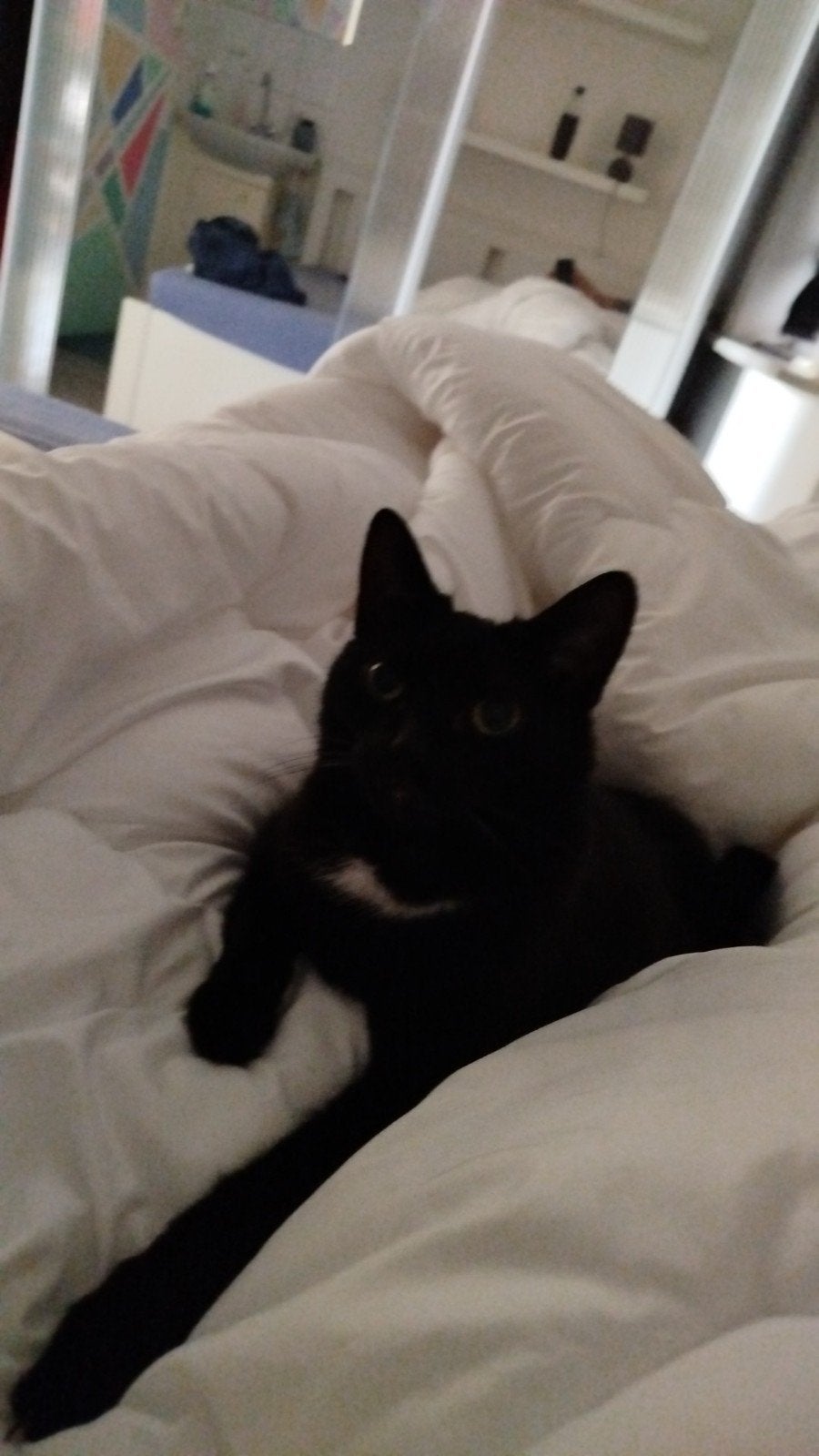 Kitten gratis, in goede handen., 6 jaar of ouder
