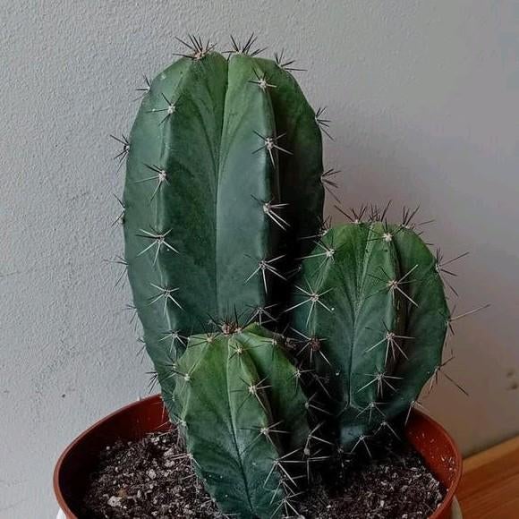 Cactus 25cm, Ophalen, Minder dan 100 cm, In pot, Cactus