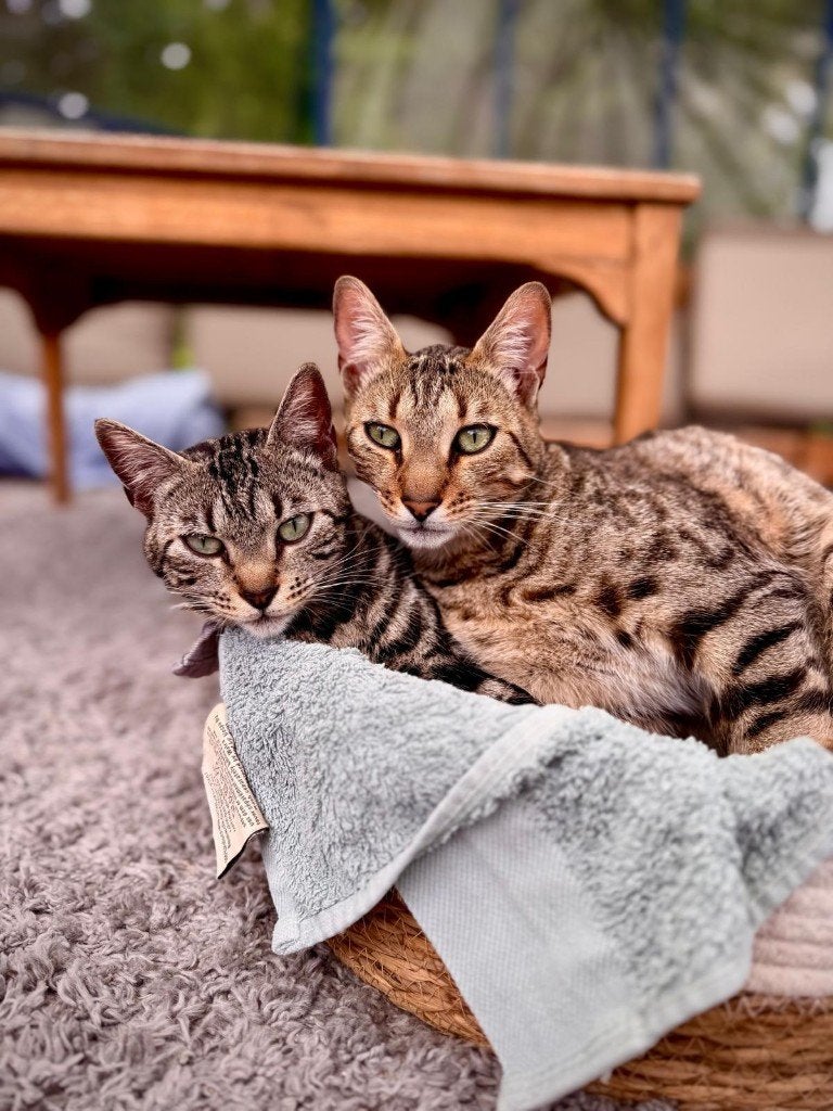 Bengaalse kruising kittens, Meerdere dieren, Kortharig, 0 tot 2 jaar