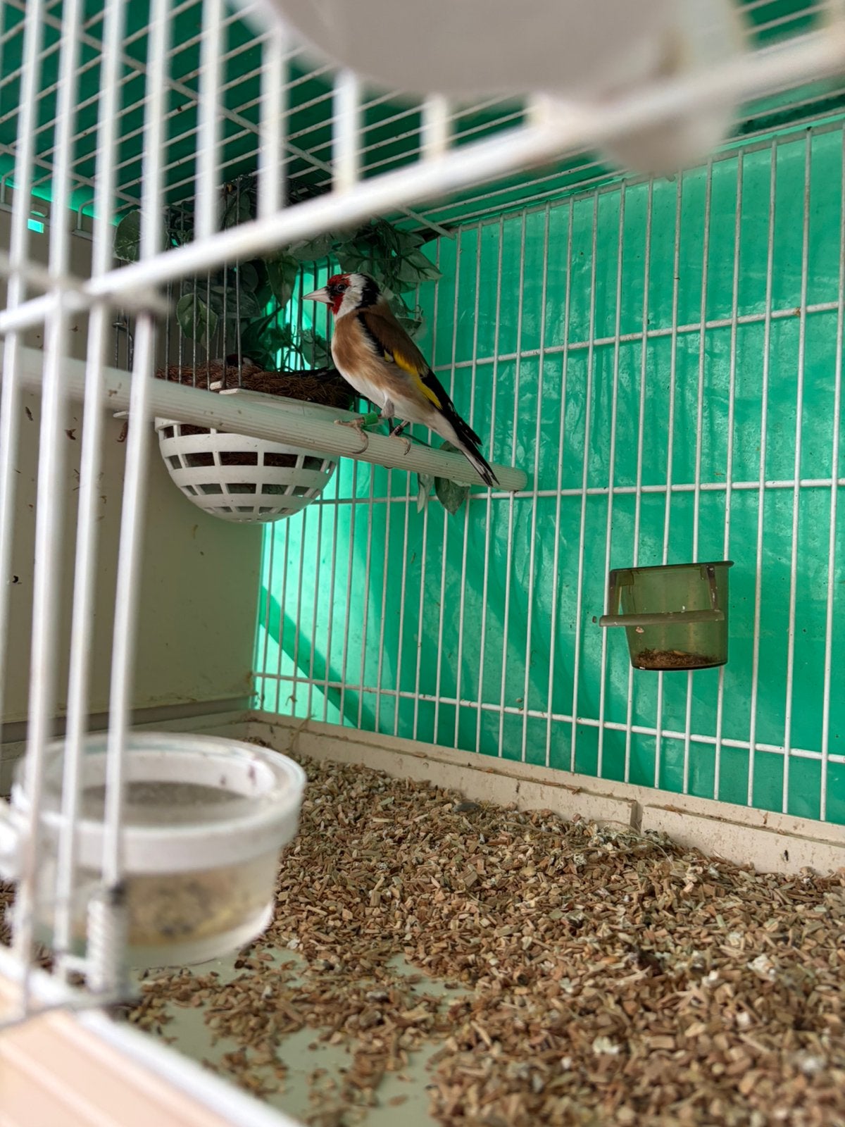 Kopel bloem putter, Mannelijk, Wildzangvogel