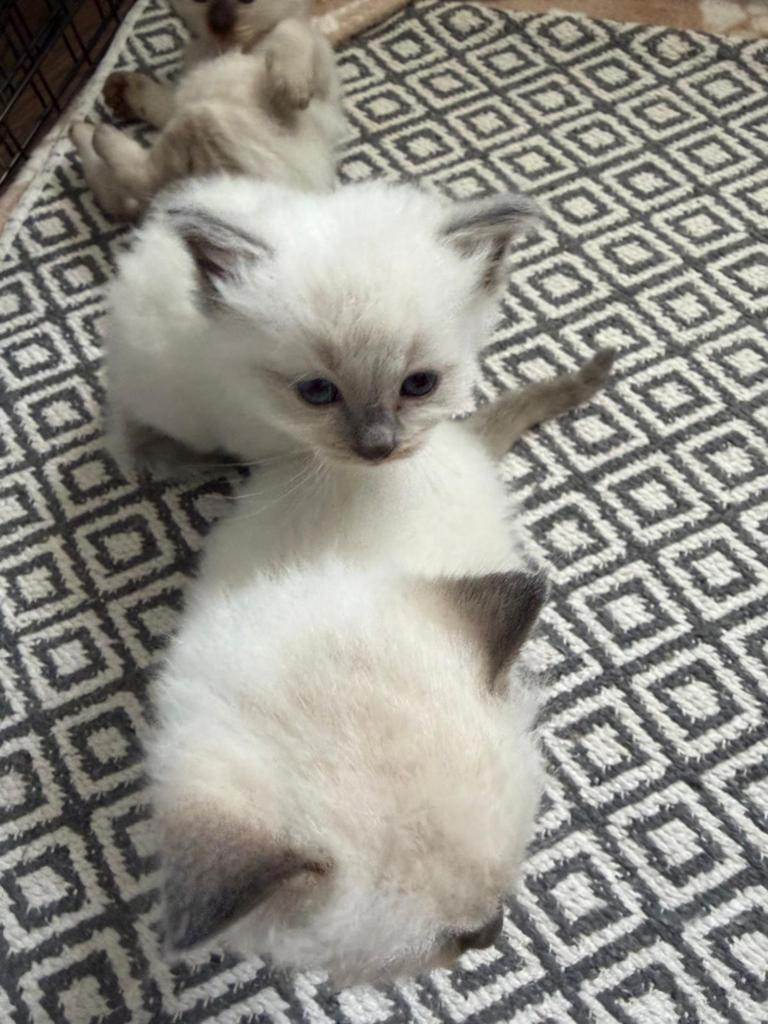 Ragdoll kittens zoeken een liefdevol thuis, Poes, Ontwormd, 0 tot 2 jaar