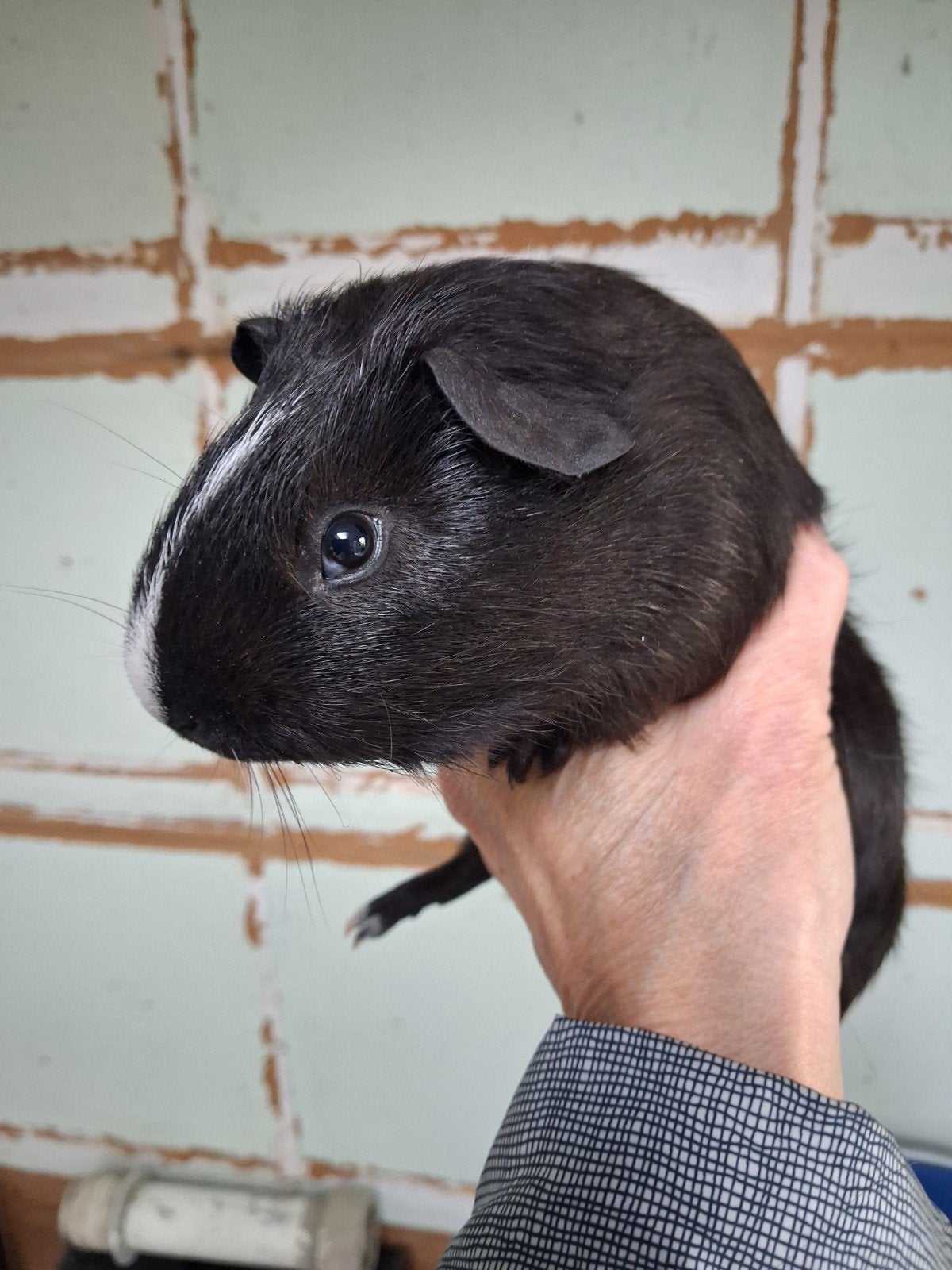 mooie  cavia, Dieren en Toebehoren, Augustus, Mannelijk, Cavia