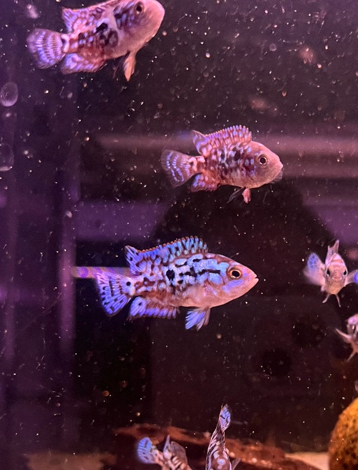 blue jack dempsey cichlid, Vis