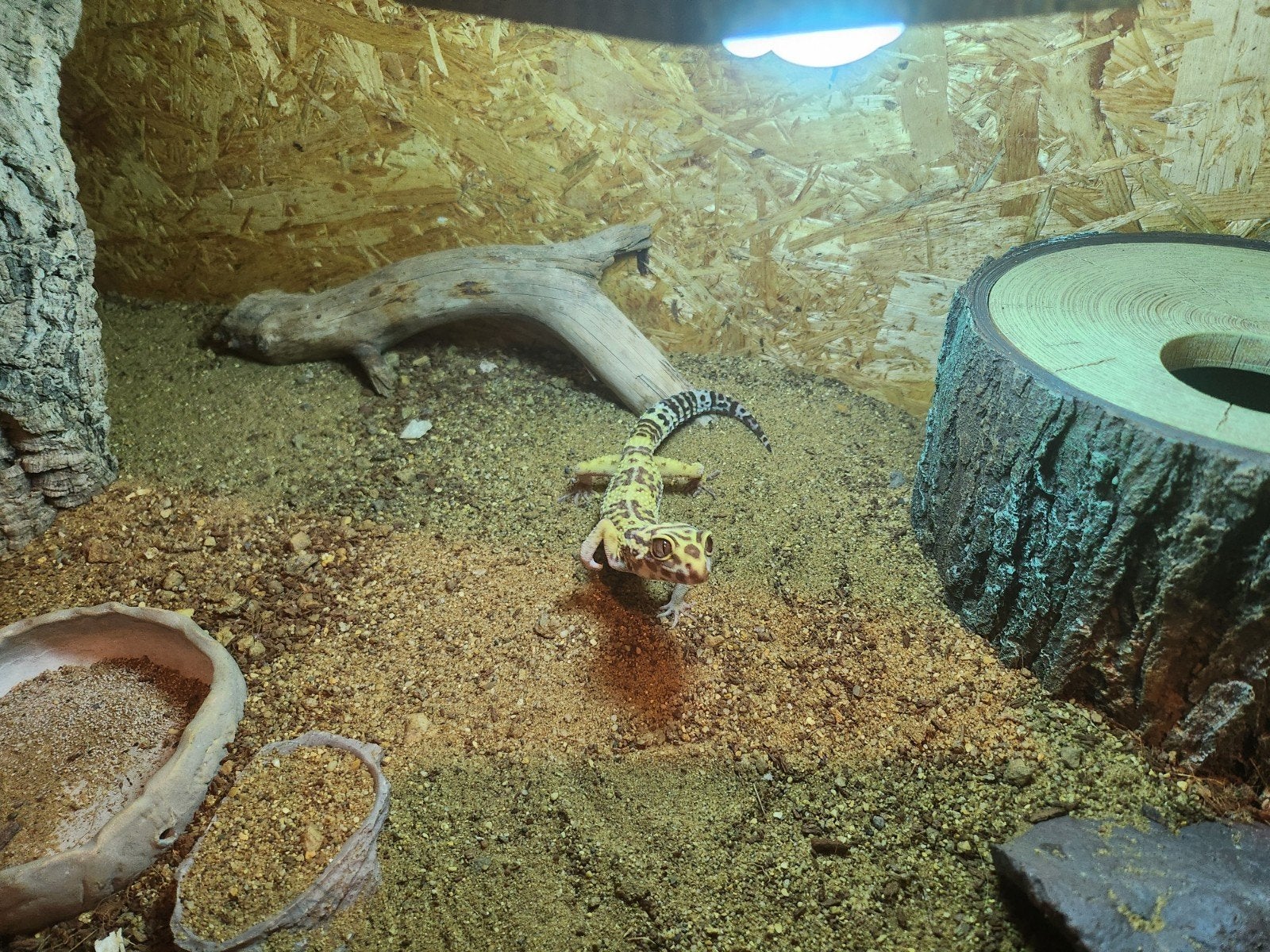 luipaard Gekko Leopard Gecko photo 6