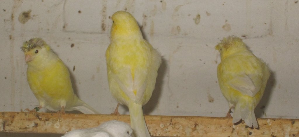 Duitse kuif kanaries, Dieren en Toebehoren, Vogels | Kanaries, Meerdere dieren, Postuurkanarie
