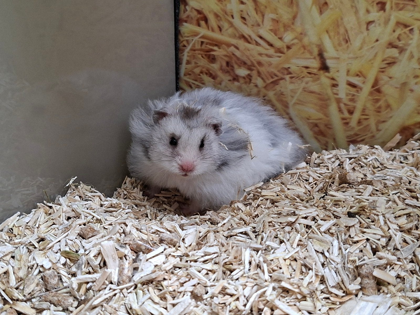 Hele lieve Syrische hamster mannen, Mei, Mannelijk, Hamster