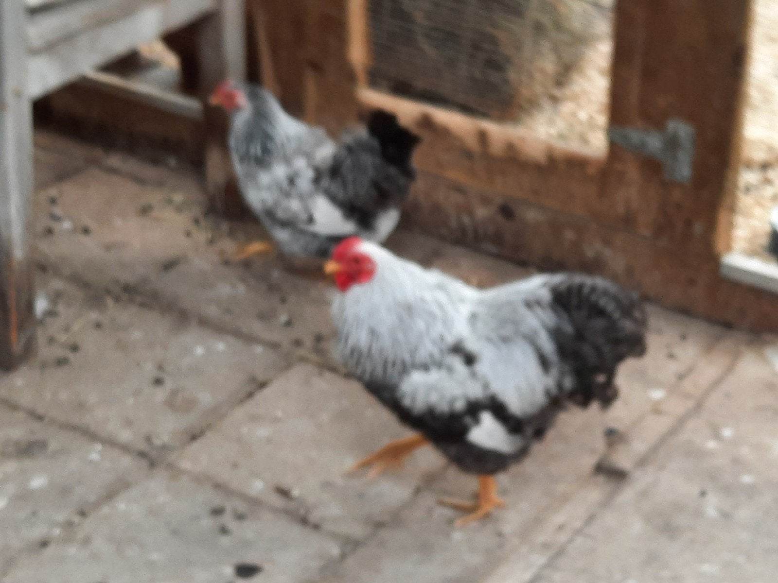 Te koop wyandotte kippen