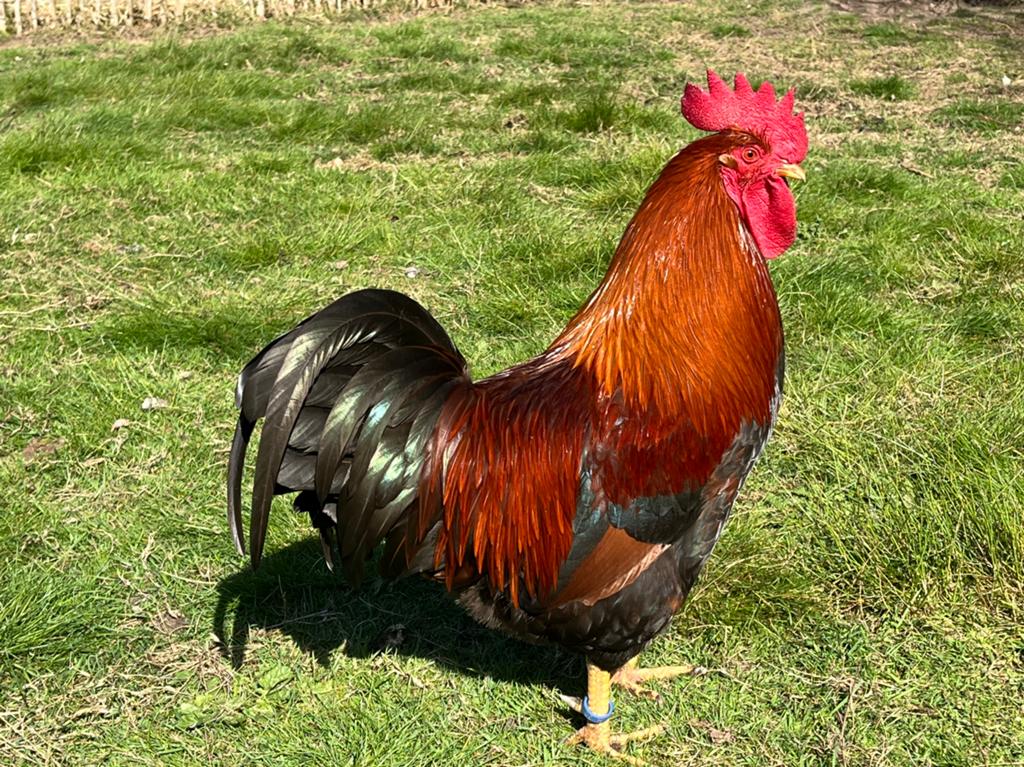 20 broedeieren Welsumer kip groot, Dieren en Toebehoren, Pluimvee, Geslacht onbekend, Kip