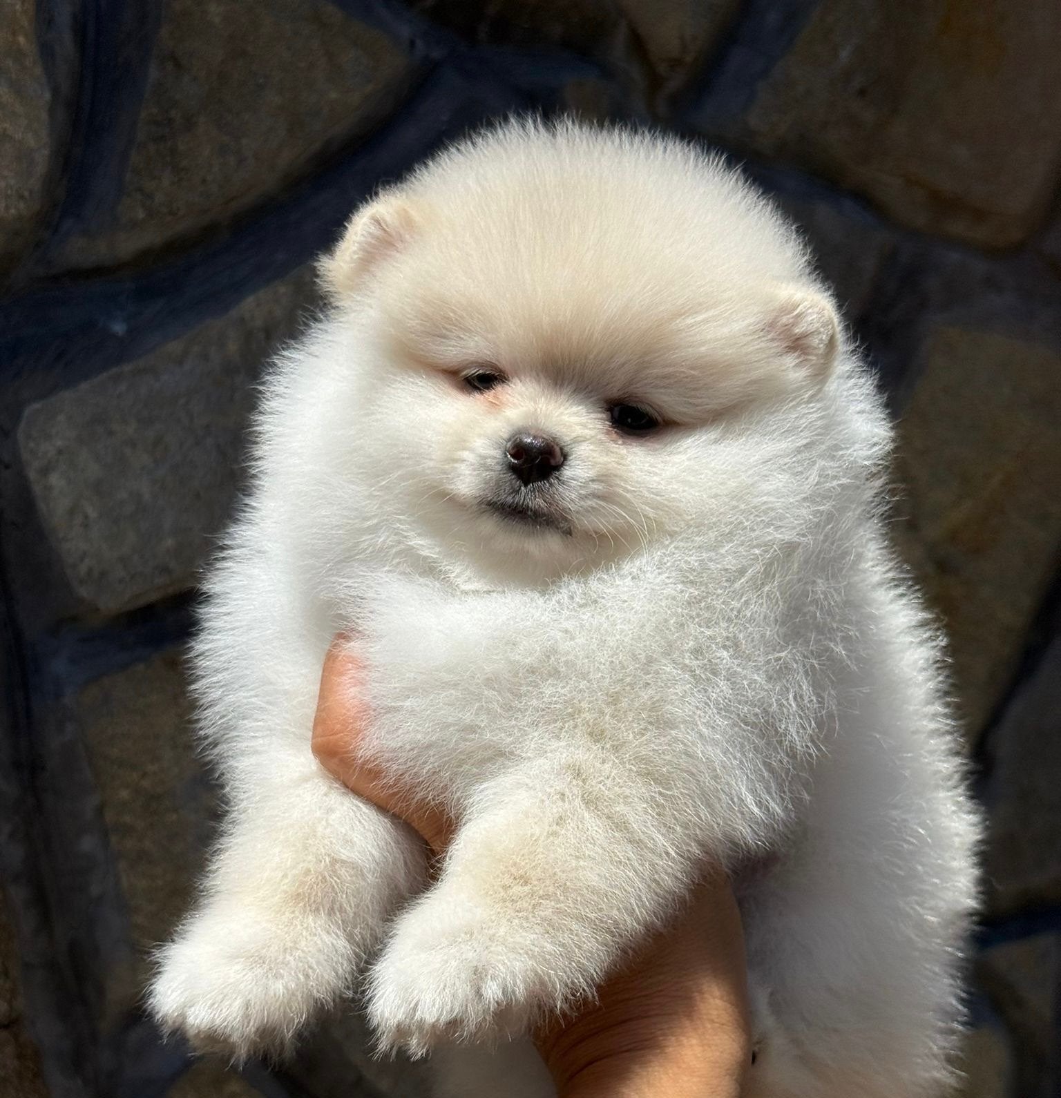Mini Pomeriaan Pup -Teefje, Particulier, Rabiës (hondsdolheid), 15 weken tot 1 jaar, Overige rassen