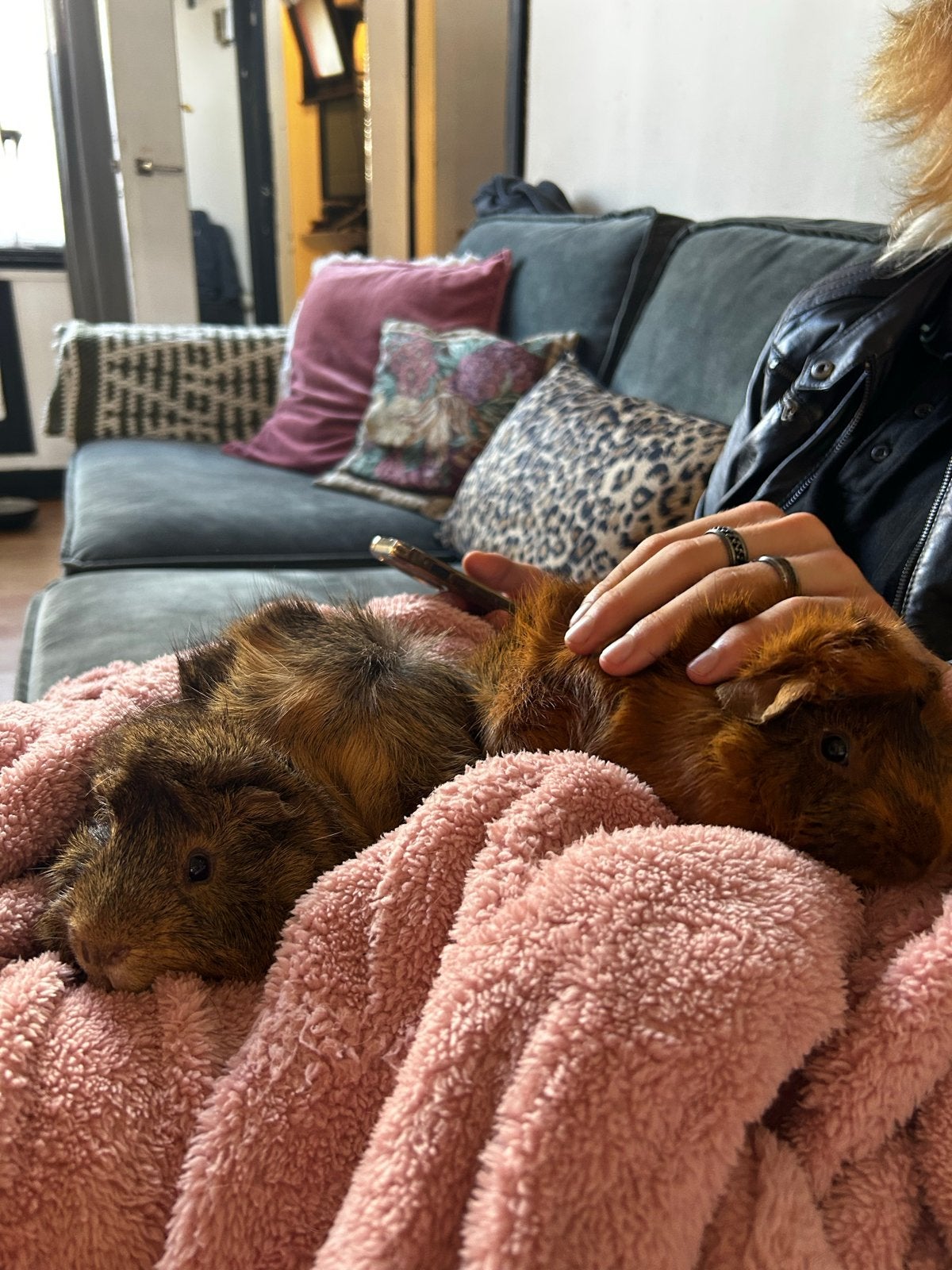 2 beren borstel cavias incl hok en toebehoren., Cavia, April, Mannelijk, Tam