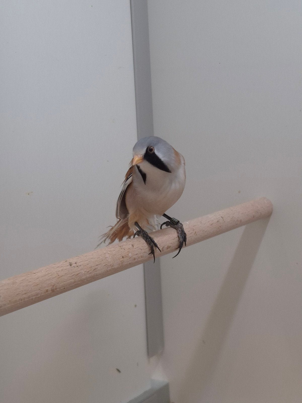 Ruime voorraad tropische vogels en europese cultuurvogels, Meerdere dieren, Tropenvogel, Geringd