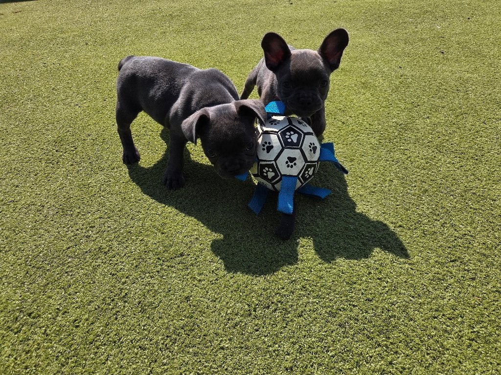 te koop franse buldog teefje, 8 tot 15 weken, Teef, Bulldog, Eén hond