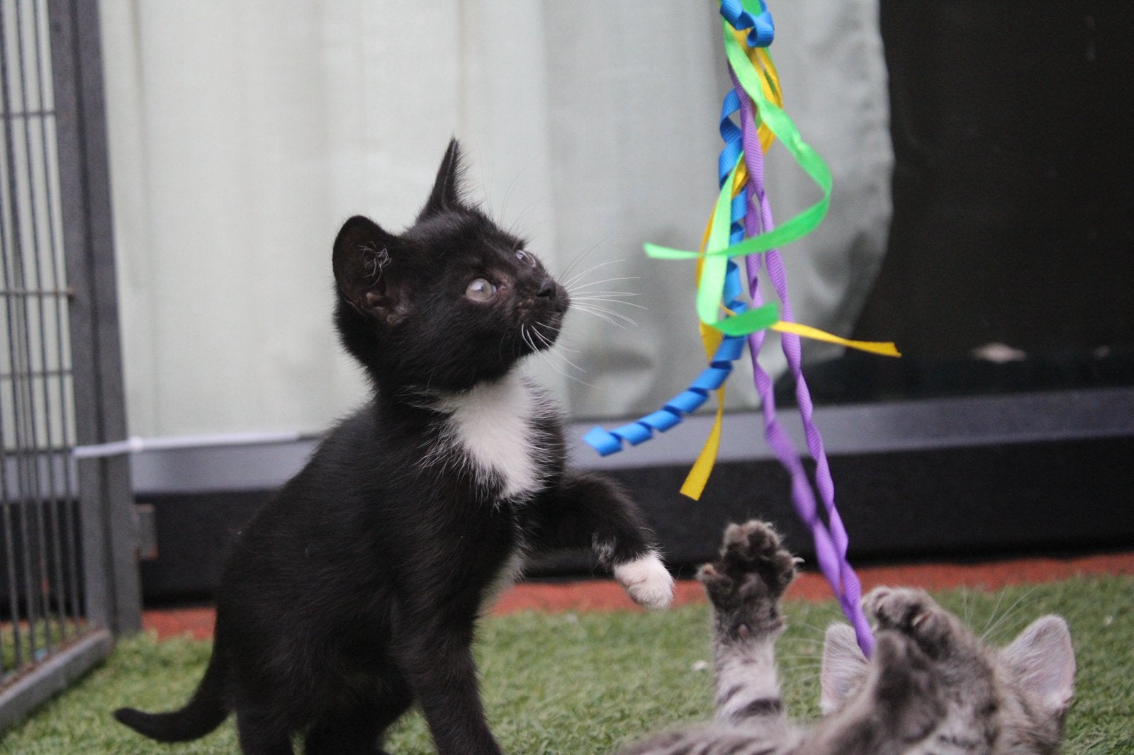 Maine coon/ Europese korthaar kittens, Meerdere dieren, Langharig, 0 tot 2 jaar