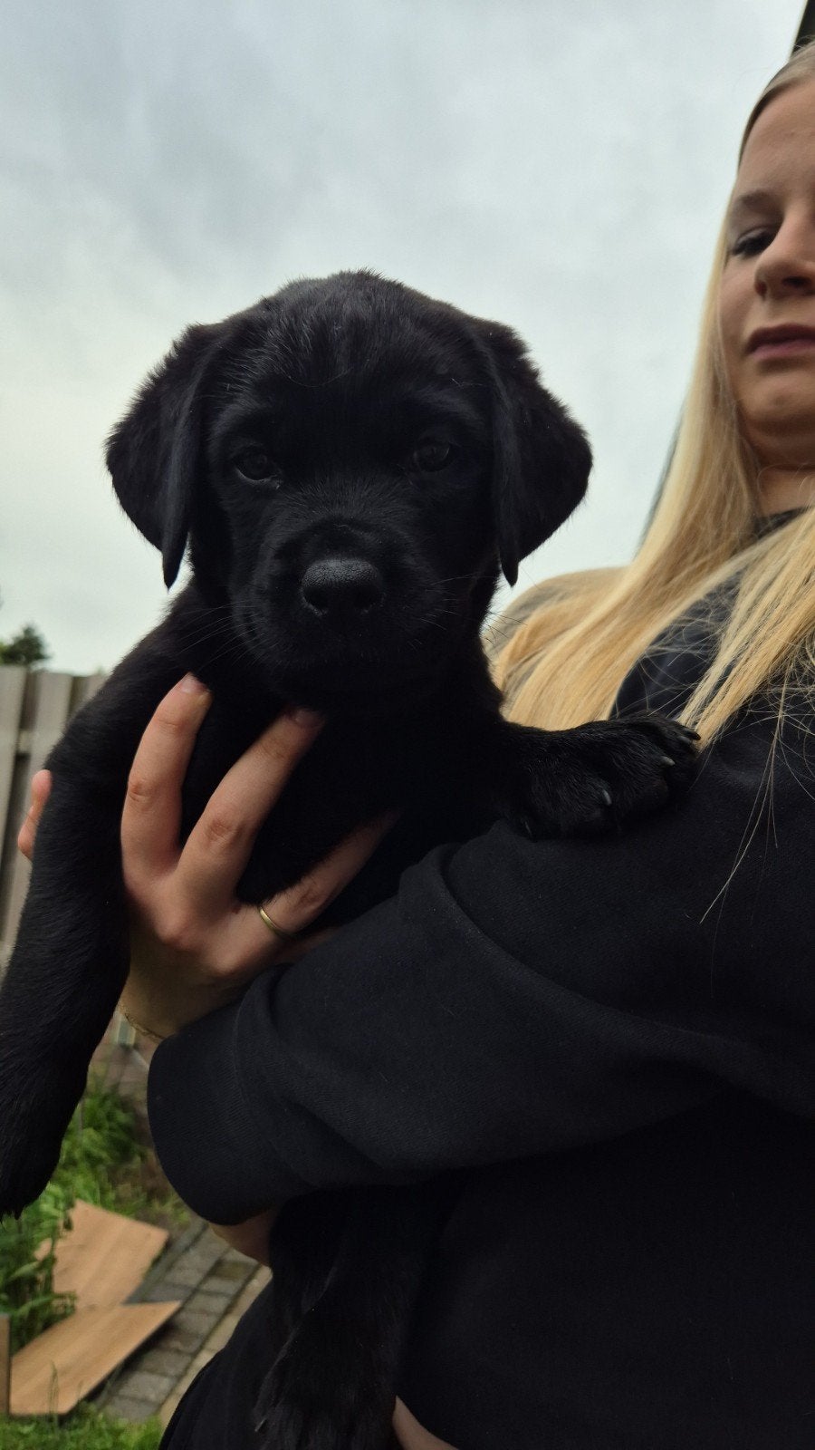 Kruising Rottweiler Labrador pups, Dieren en Toebehoren, Meerdere, Meerdere dieren, Rottweiler, Nederland