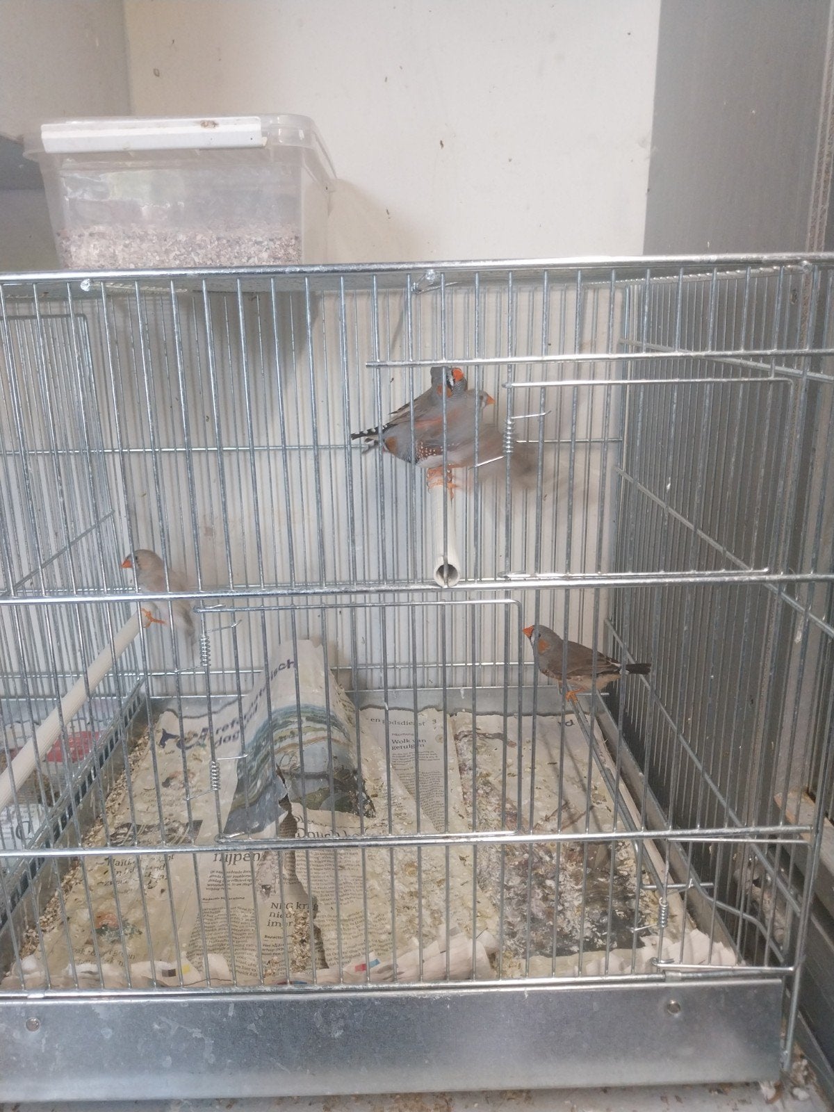 zebravinken, Dieren en Toebehoren, Vogels | Overige Vogels, Mannelijk