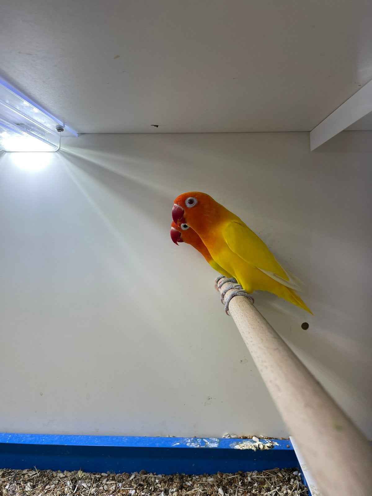 kweek koppel fischeri lutino rood oog groene opaline pop, Meerdere dieren, Dwergpapegaai of Agapornis