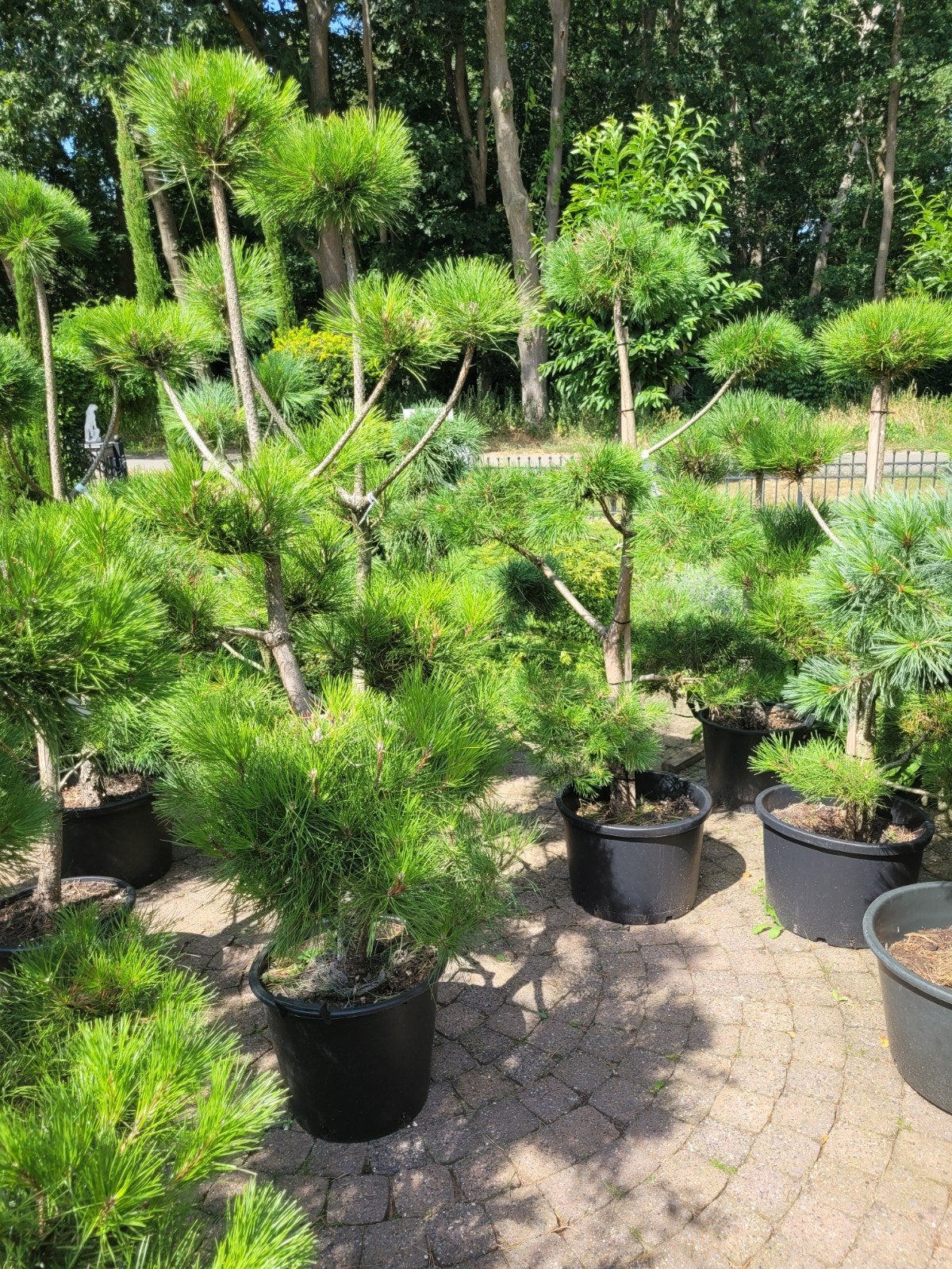 Pinus Sylvestris Nigra Ponpon - Japanse Zwarte Den, Ophalen, Overige soorten, Volle zon