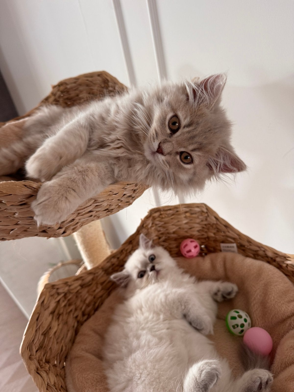 Prachtige britse langhaar kittens, Meerdere dieren, Ontwormd, 0 tot 2 jaar