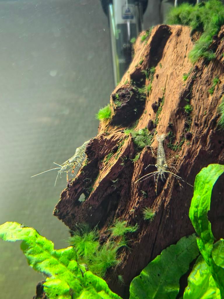 Glasgarnaal (Macrobrachium), Amfibie, 0 tot 2 jaar