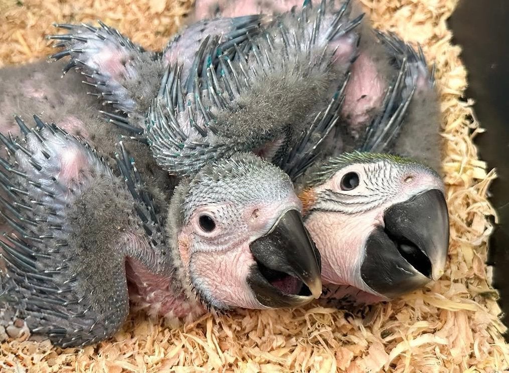 Jonge Blauwgele ara | Super tam + DNA, Dieren en Toebehoren, Vogels | Parkieten en Papegaaien, Papegaai, Pratend