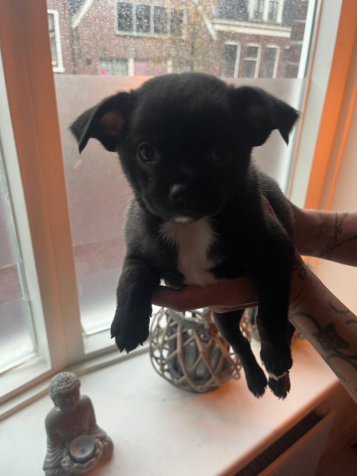 Chihuahua pup, Reu, 8 tot 15 weken, Meerdere, Klein