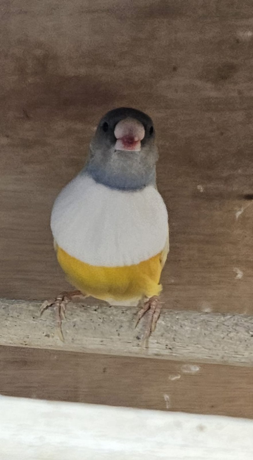 4 gould amadine mannen koudkweek 2025, Dieren en Toebehoren, Vogels | Overige Vogels