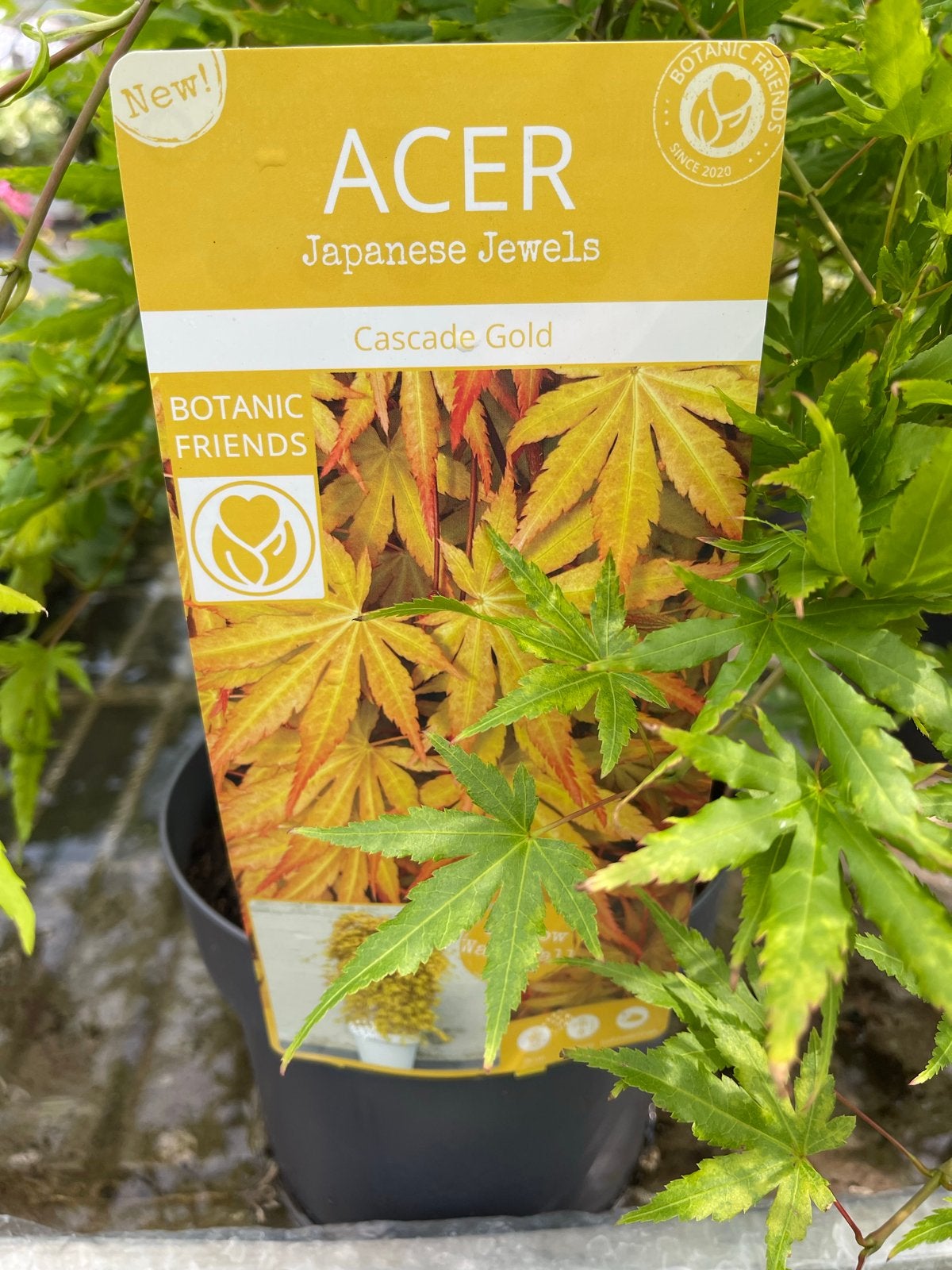 Acer palmatum 'Cascade Gold' (Japanse esdoorn), Bloeit niet, Halfschaduw, Overige soorten, 100 tot 250 cm