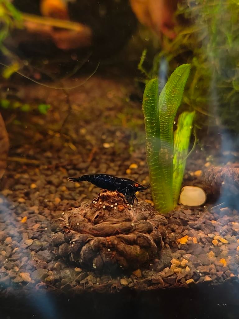 Neocaridina garnalen blue dream Orange eye, Dieren en Toebehoren, Kreeft, Krab of Garnaal