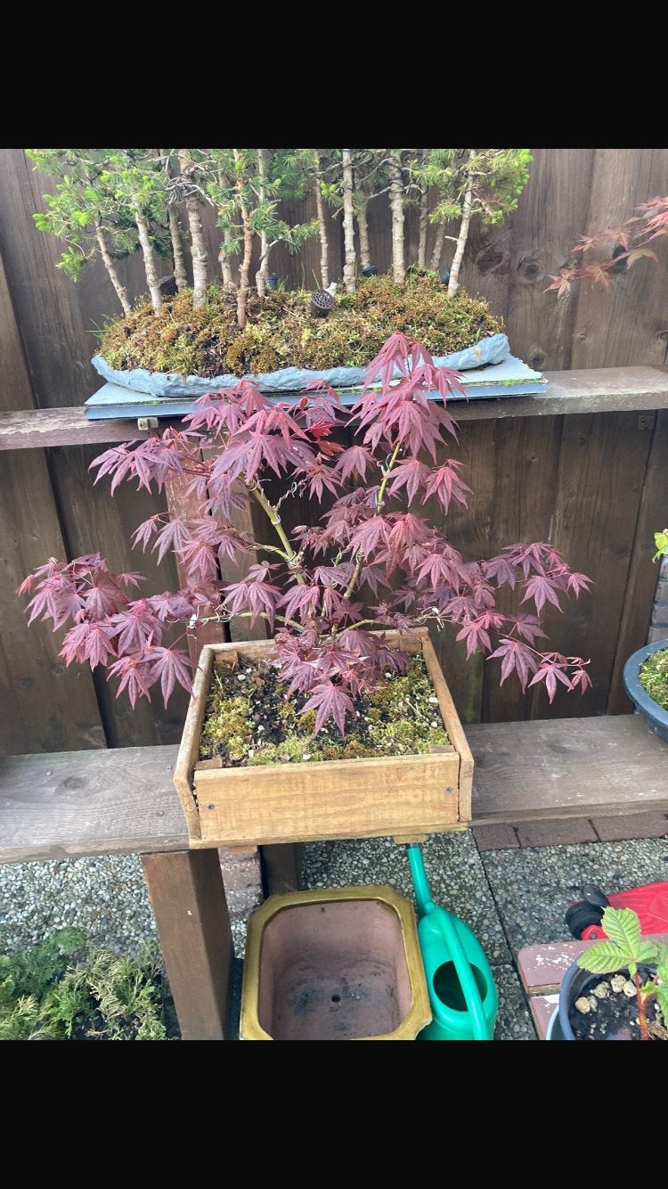 Acer palmatum purpureum (pre bonsai), Ophalen, Overige soorten, Halfschaduw