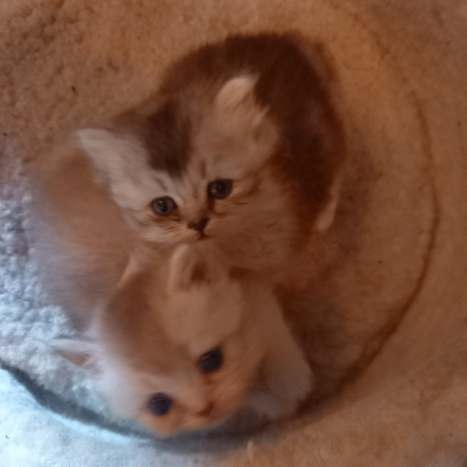 KITTENS RAGDOLL, Meerdere dieren, Ontwormd