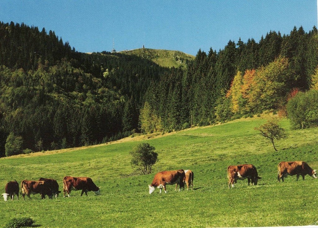 Roodbonte koeien in de bergen van Rusland 270, Verzamelen, Verzenden, 1980 tot heden, Gelopen, Overige soorten