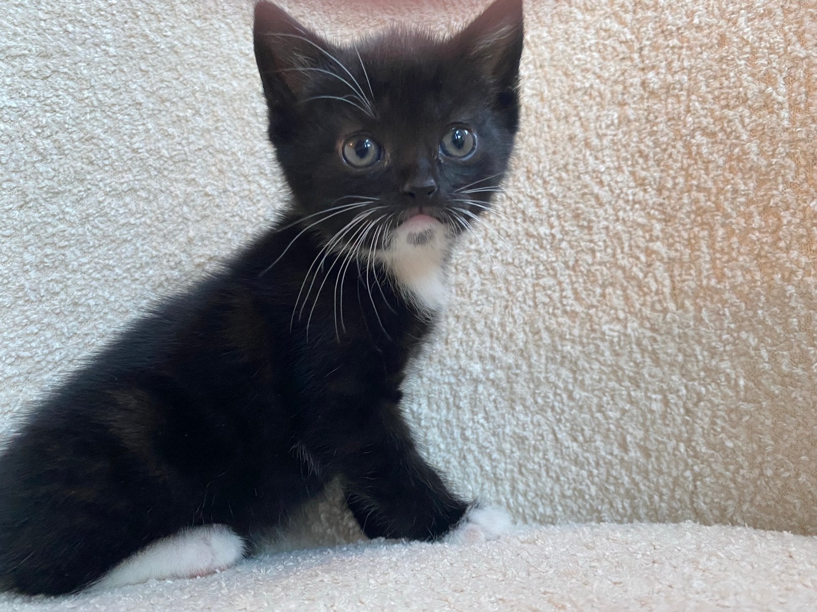 Lieve Kittens zoeken warm thuis, Meerdere dieren, 0 tot 2 jaar