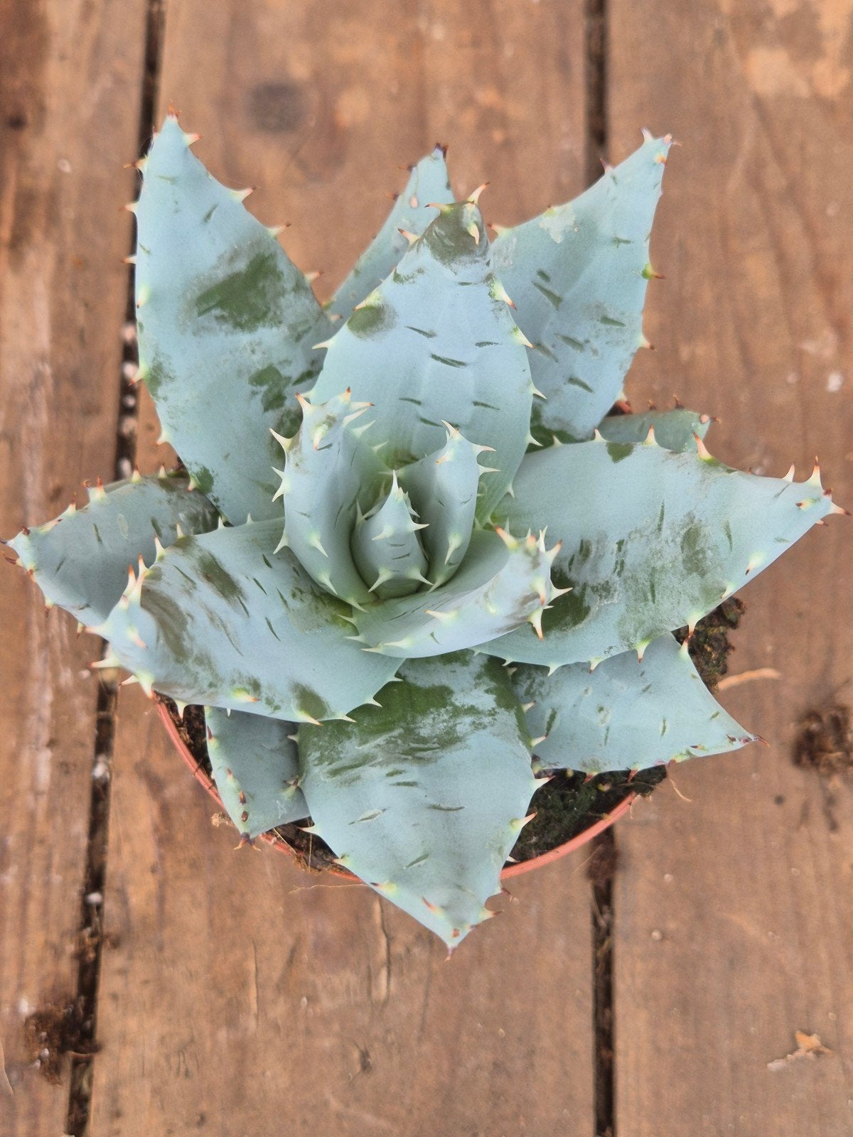 Aloë Hybriden p8 (2), Huis en Inrichting, Ophalen of Verzenden, Halfschaduw, Minder dan 100 cm