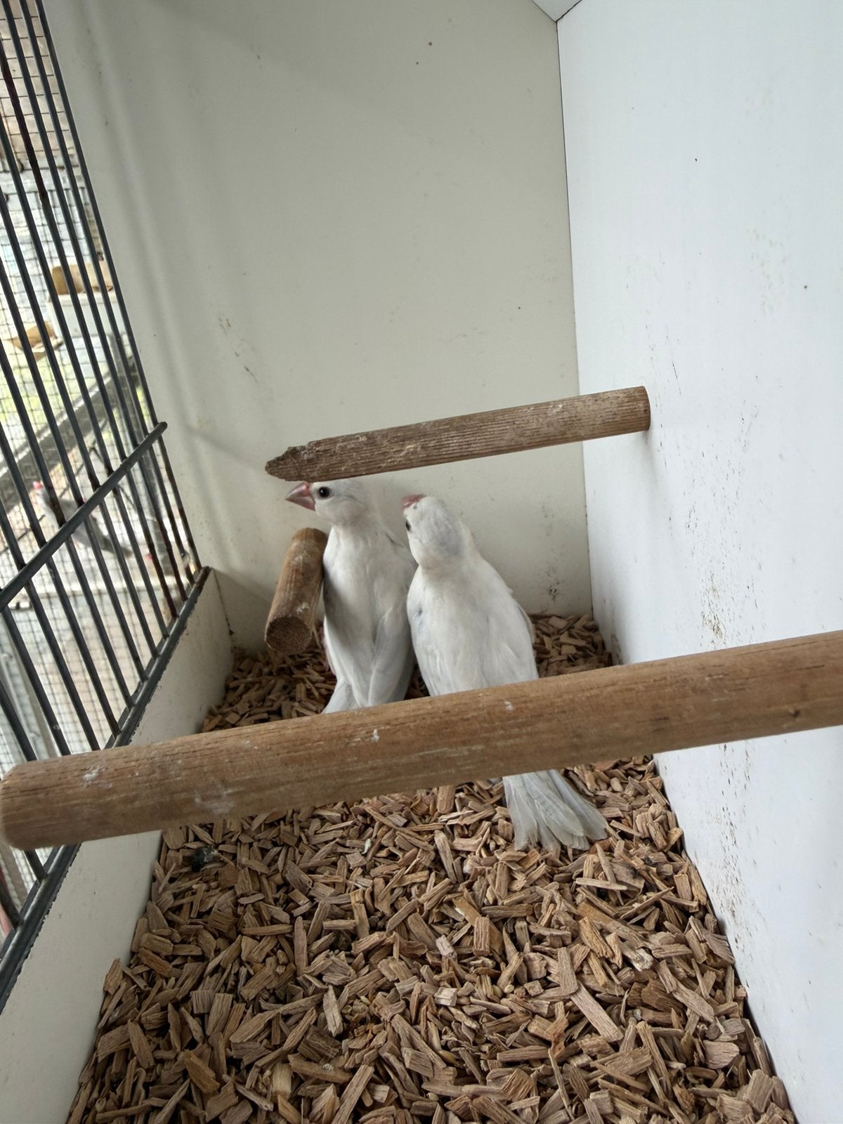 2 jonge opaal rijst vogels, Geslacht onbekend, Tropenvogel, Geringd
