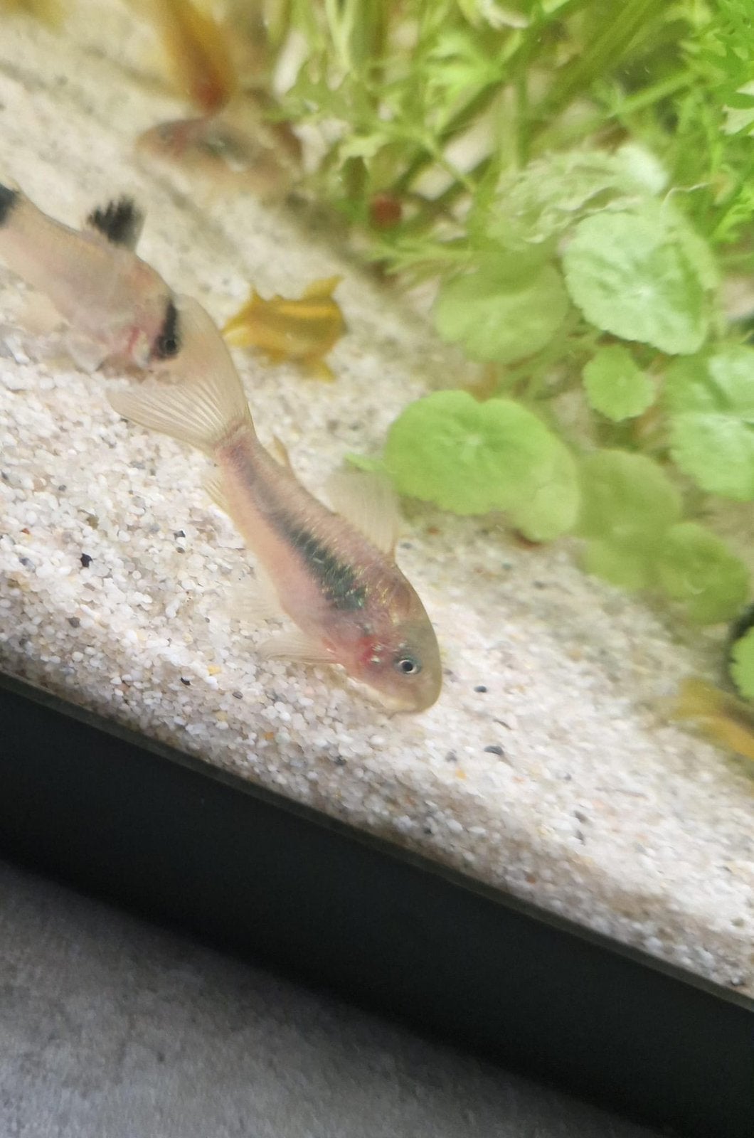 5 x corydoras aeneus € 2.95 per stuk, Dieren en Toebehoren, Vis