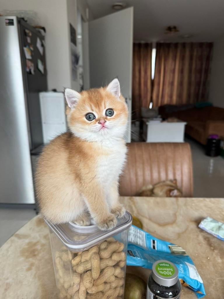 Britse korthaar, Poes