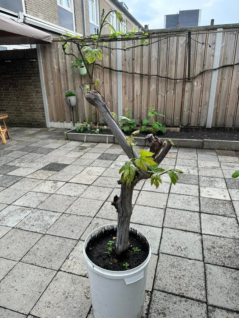 Monastrel druivenboom, 30 jaar oude stam! (Scherp geprijsd), Tuin en Terras, Planten | Bomen, Overige soorten, 100 tot 250 cm