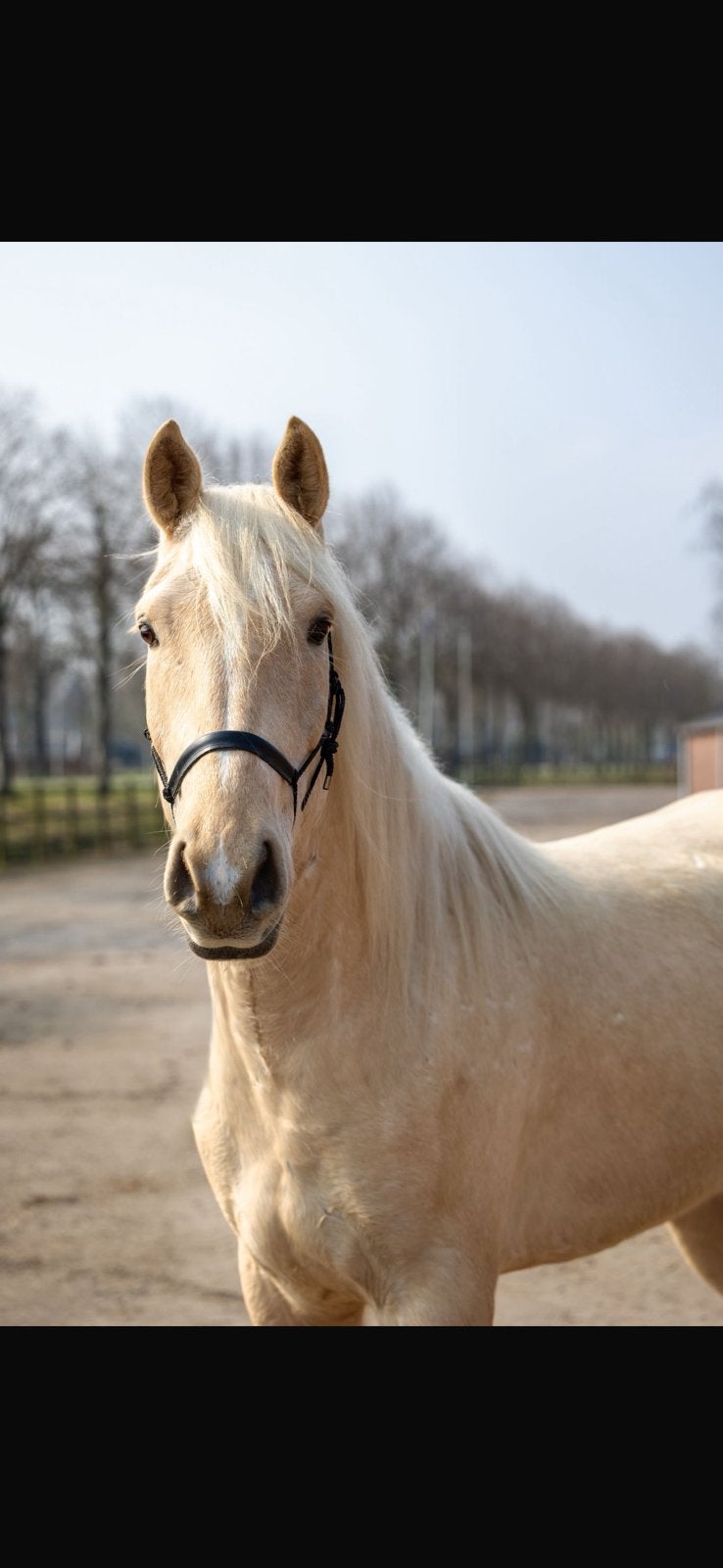 Super brave eyecatcher!, B, Ruin, Dressuurpaard, 3 tot 6 jaar