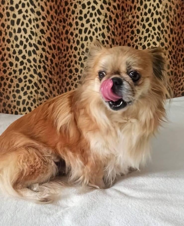 Lieve meisje zoekt huis., 6 jaar of ouder, Particulier, Buitenland, Teef