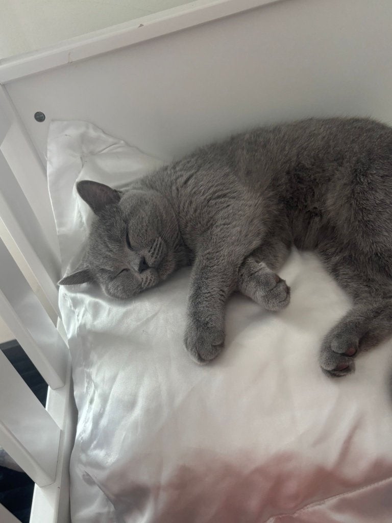 Lieve Brits Korthaar kater, Kater, Ontwormd, 0 tot 2 jaar